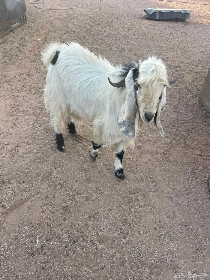 تيس فحل رباع 1