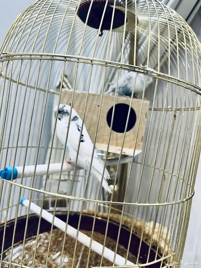 طيور الحب بادجي مع قفص وستاند 3