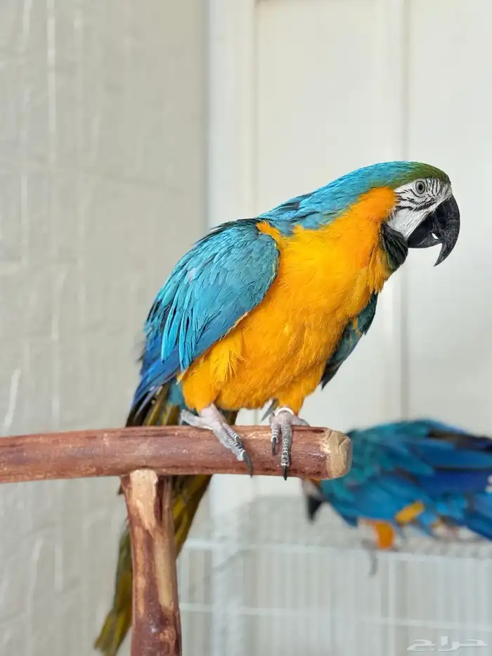 ببغاء مكاو اليف ولعوب ومتكلم عمر سنتين 3