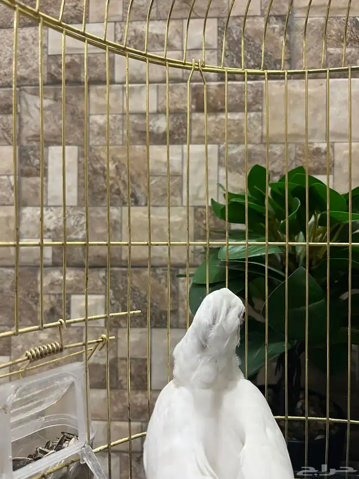 ببغاء دره وكروان 3