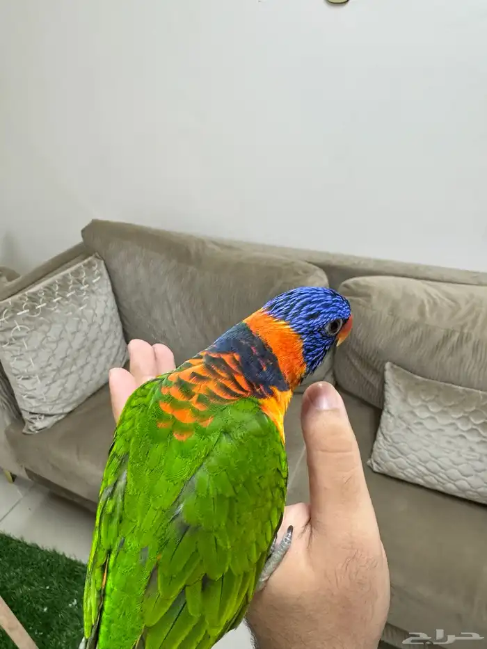 لوري رد كولارد (تم البيع) 4