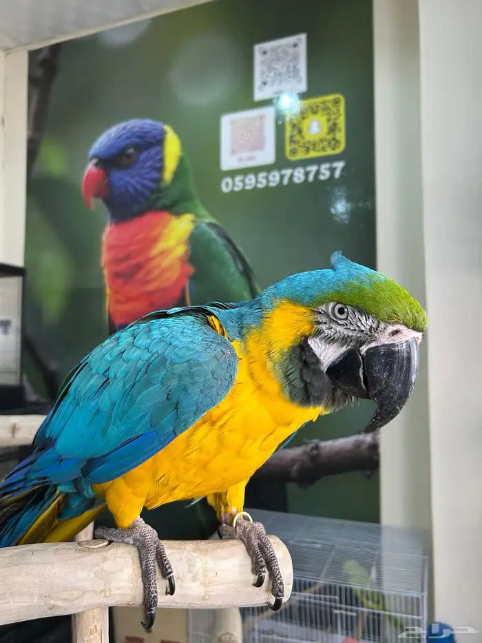 مكاو بلو اند قولد اليف وهدد داخلي و خارجي ومتكلم تم البيع 5