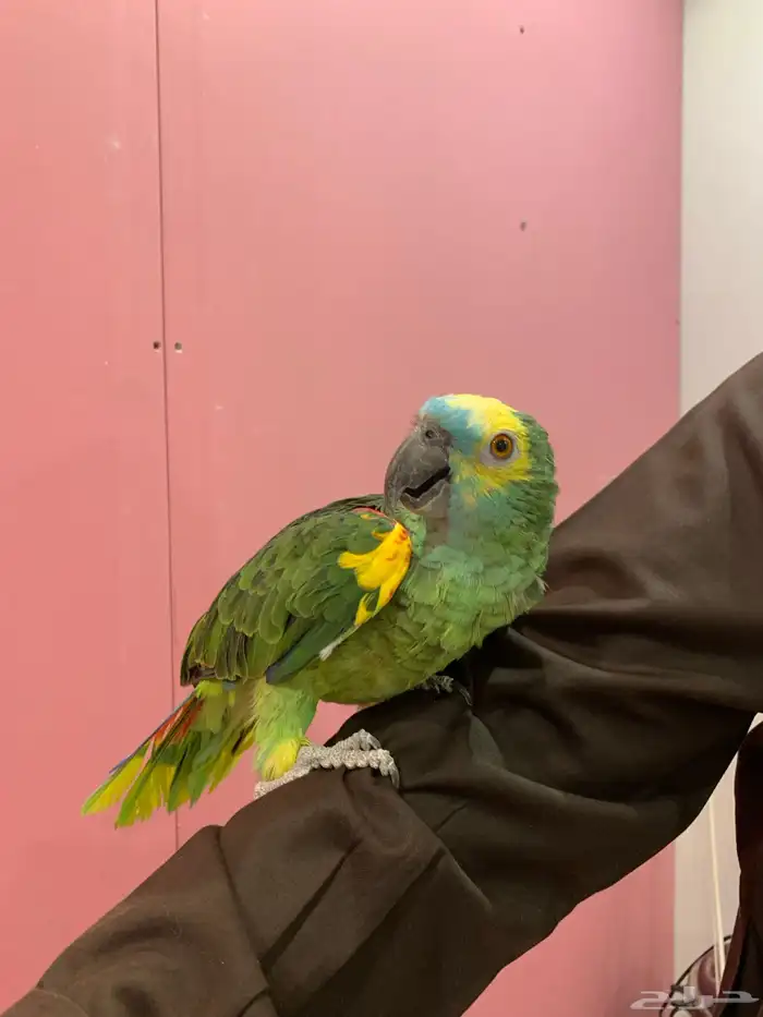 ببغاء امازوني بلو فرند 5