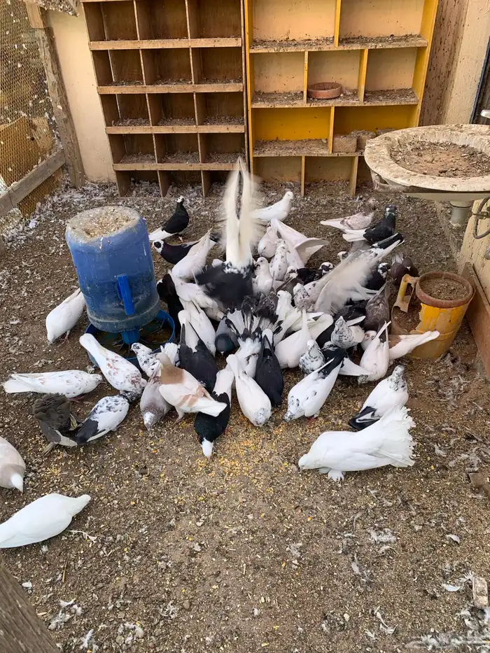 حمام و دجاج رومي 2