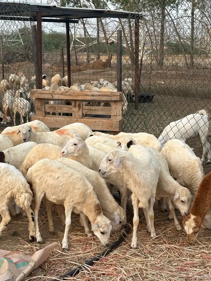 رخال مهجنات 5