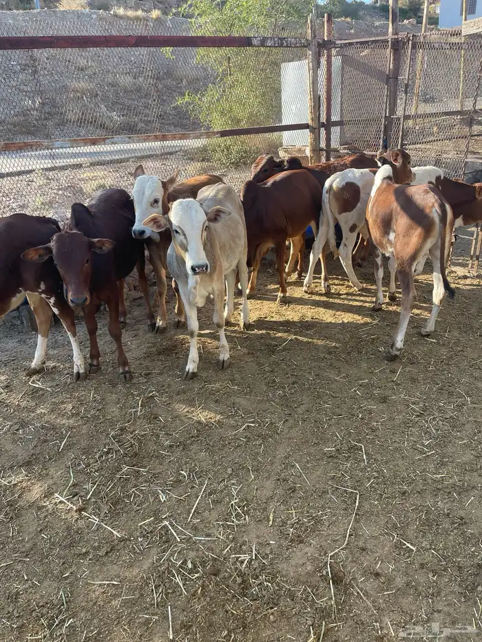 حسلان بلدي 3