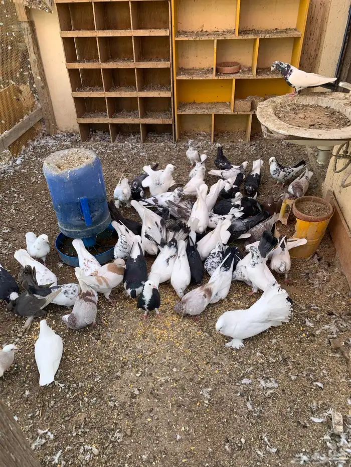 حمام و دجاج رومي 1