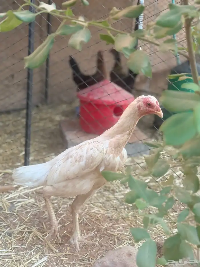 طقم دجاج باكستاني 4