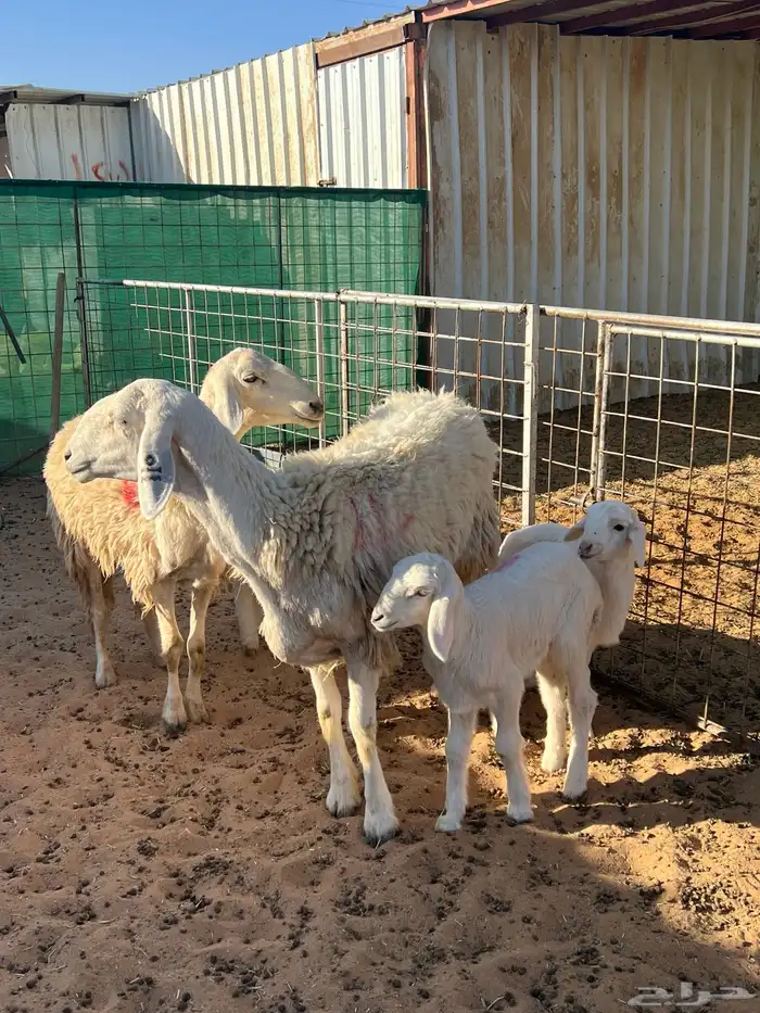 حريات حرش رباعيات مواليد 3