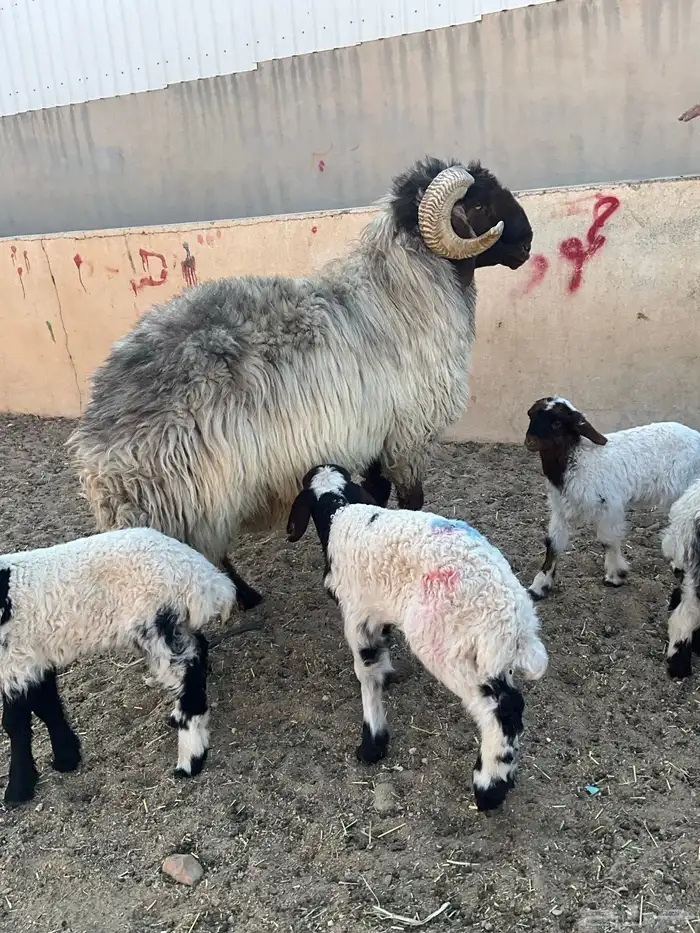 فحل نعيم شرررط النسف و مصور وهو ينسف 3