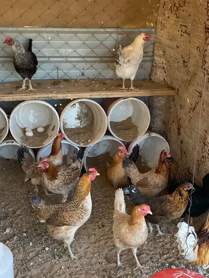 دجاج بلدي للبيع 0