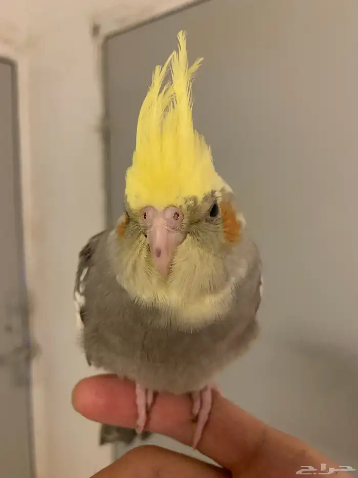 كروان جامبو اليف ( تم البيع ) 1