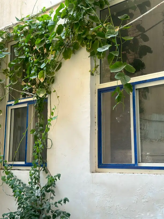 مطلوب بيت اجار 0