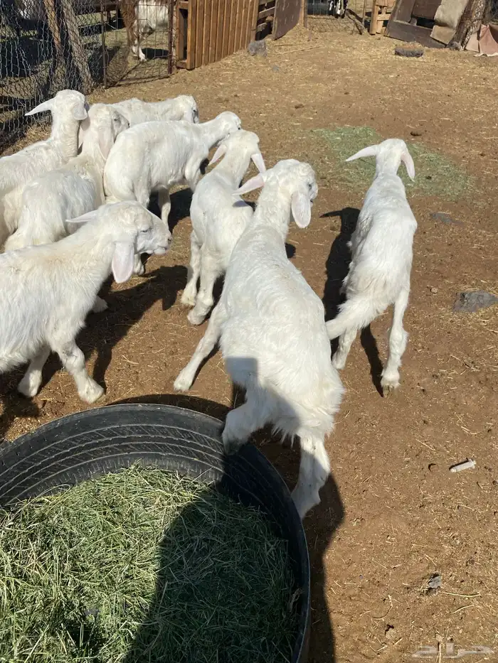 طليان تربية 3