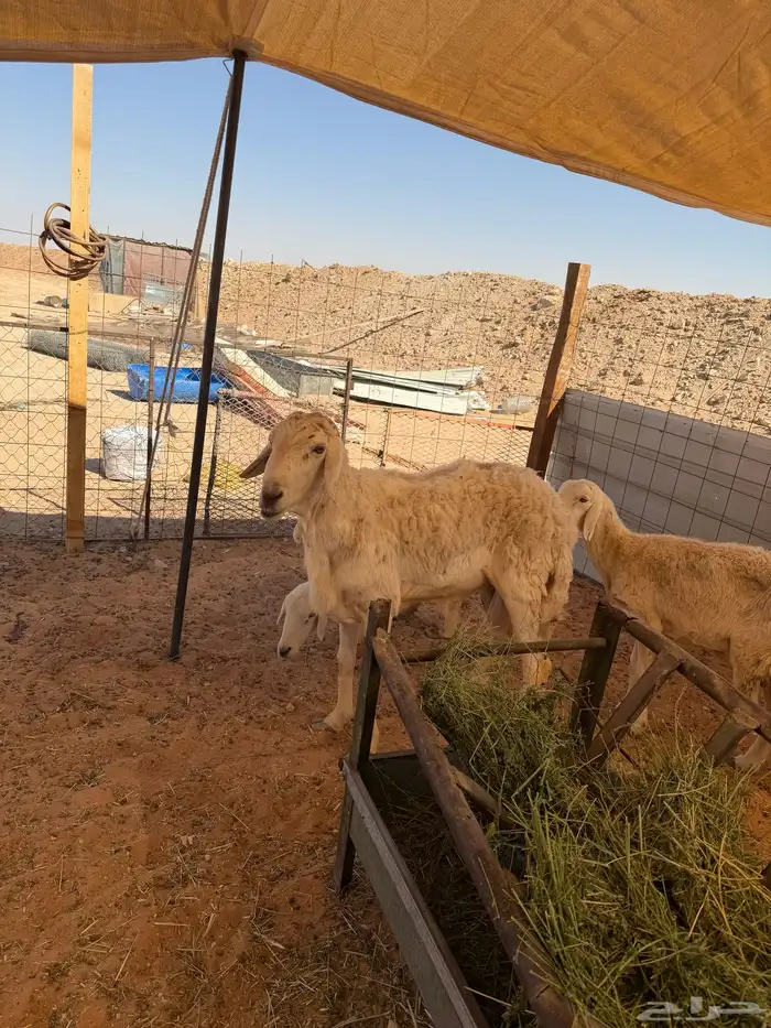 للبيع خروف تام فحل مشروط الصحة شرط تم البيع تم البيع 0