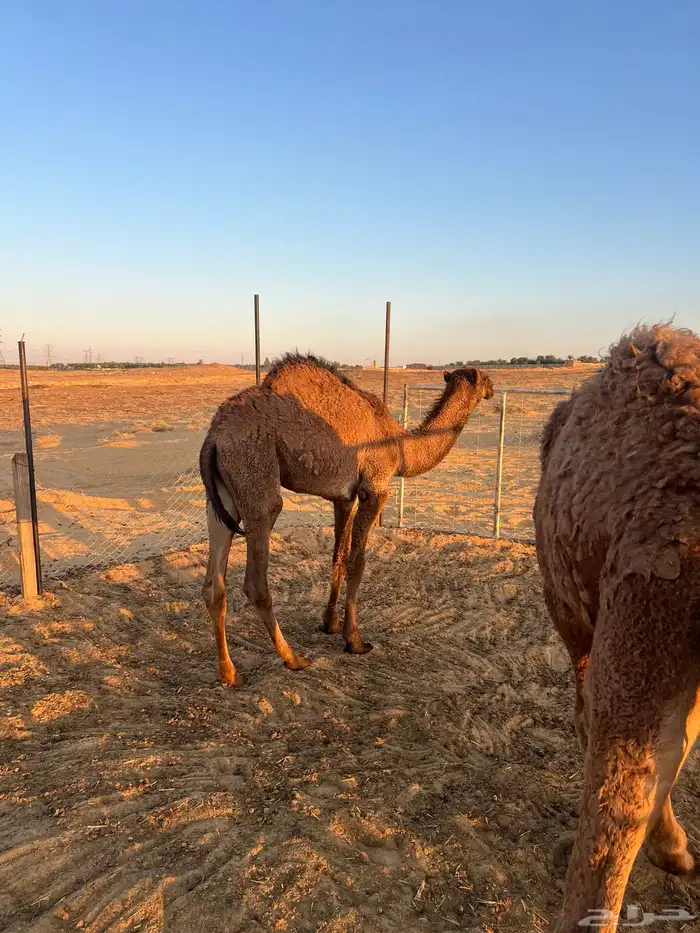 ثلاث قعدان للبيع 4