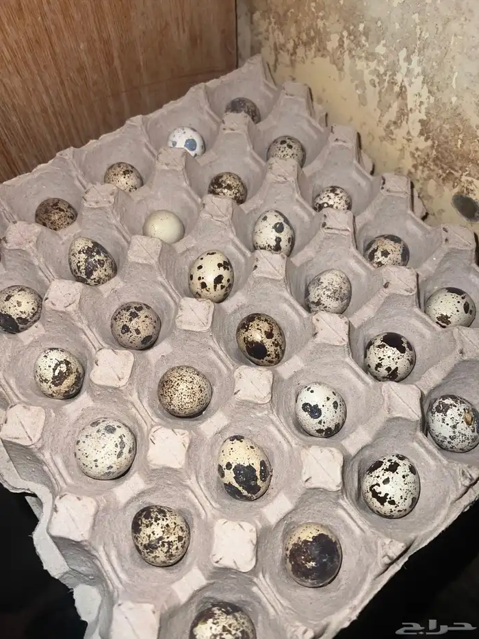 بيض سمان تجميع جديد 0