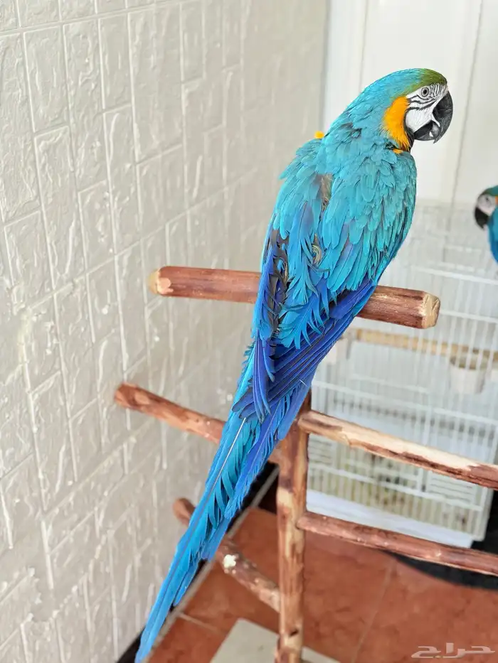 ببغاء مكاو اليف ولعوب ومتكلم عمر سنتين 2