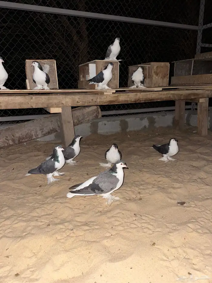 حمام شيرازي اللاهوري 1