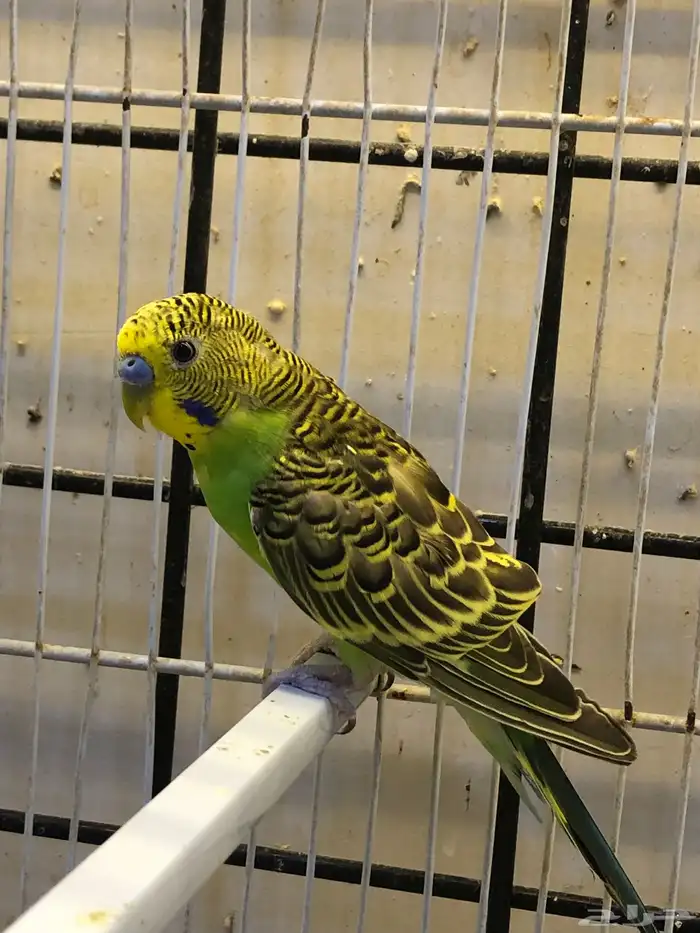 للبيع 3 ذكران بادجي 0