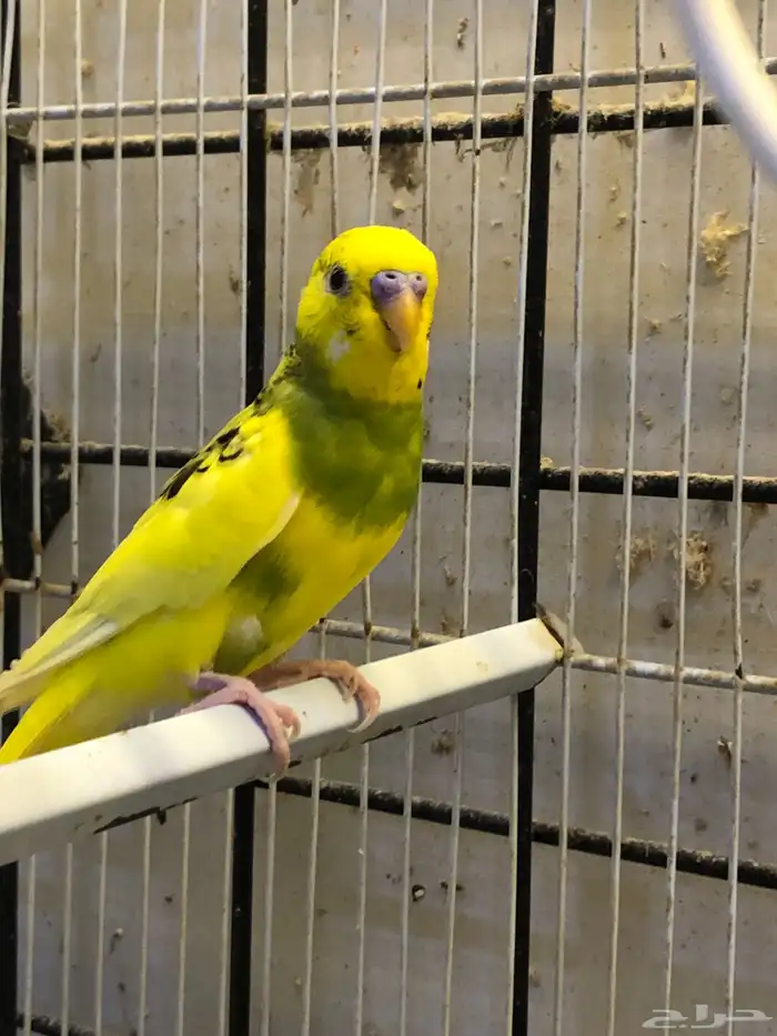 للبيع 3 ذكران بادجي 3