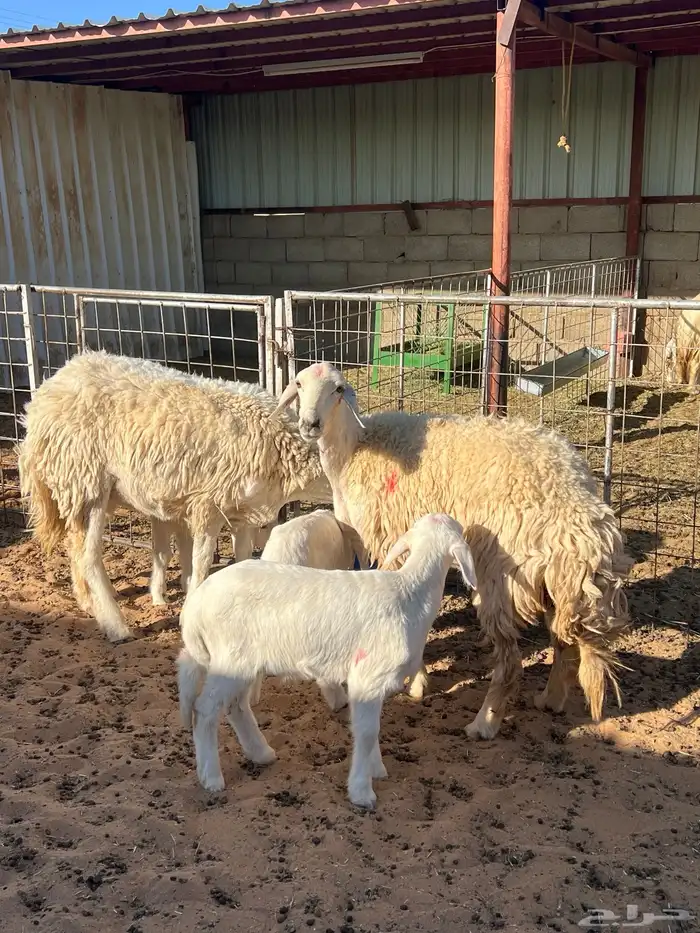 حريات حرش رباعيات مواليد 1