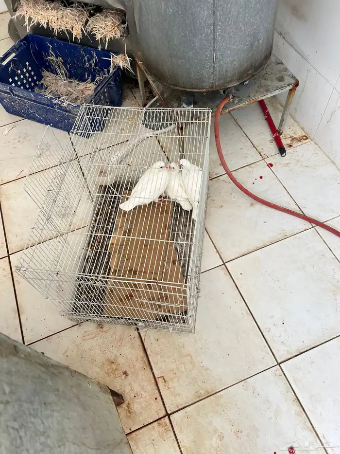 زغليل حمام فرنسي 6