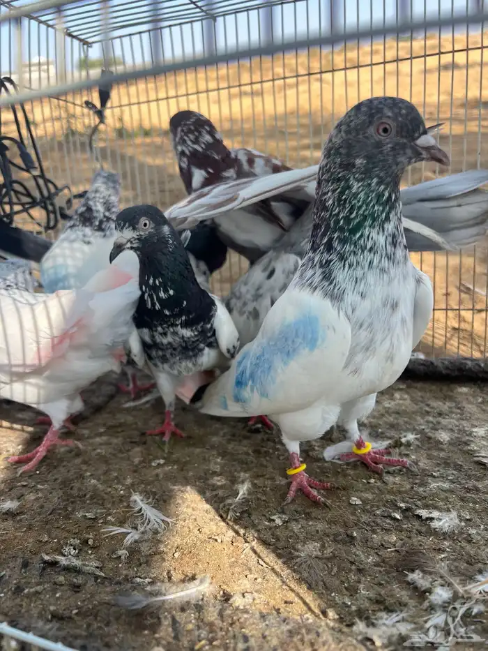 حمام بكستاني 0