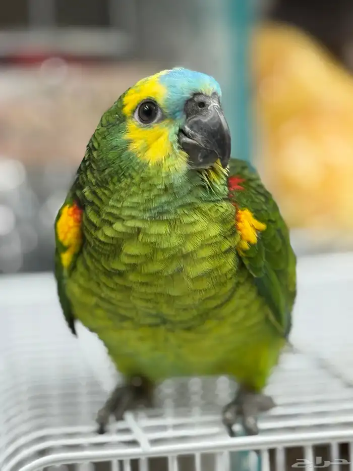 فرخ امازون بلوفرنتد 3