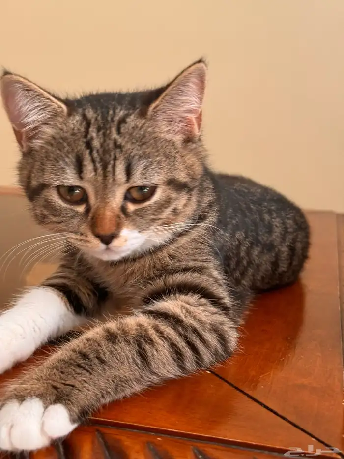 قطط صغيره للتبني (كيتن) 2