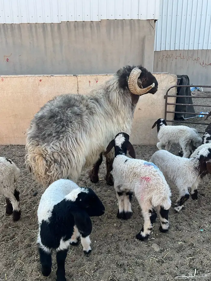 فحل نعيم شرررط النسف و مصور وهو ينسف 1