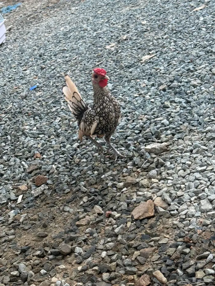 للبيع ديك سبرايت شبابي جناح طايح وعرف فروله وحجم الكف 2