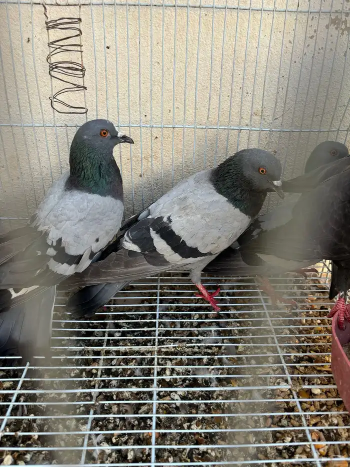 حمام سوادني علف للصقور نشيط 2