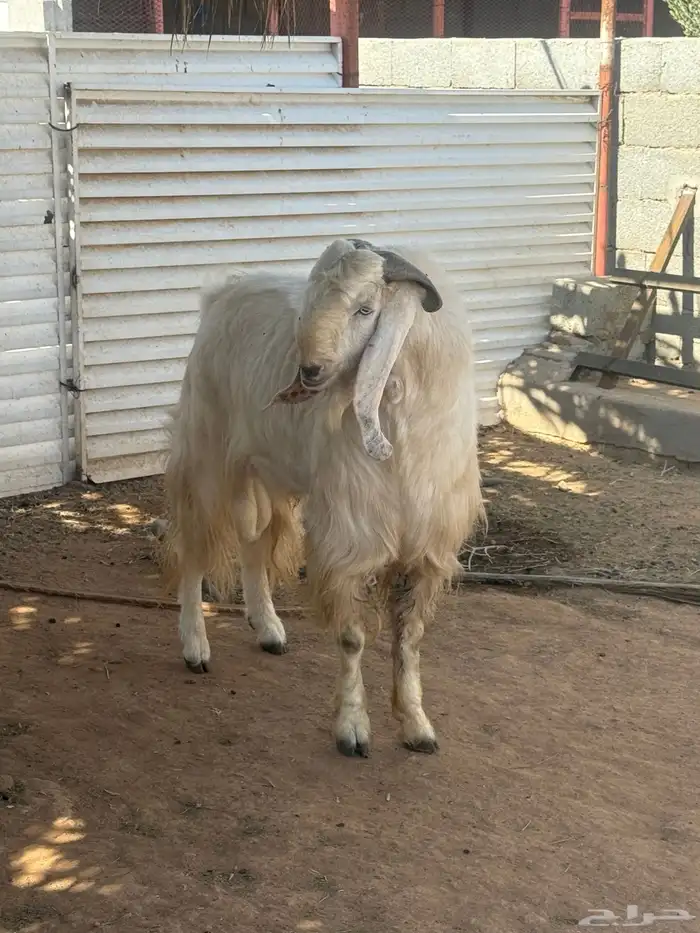 تيس فحل مشروك صنف نادر منتج 2