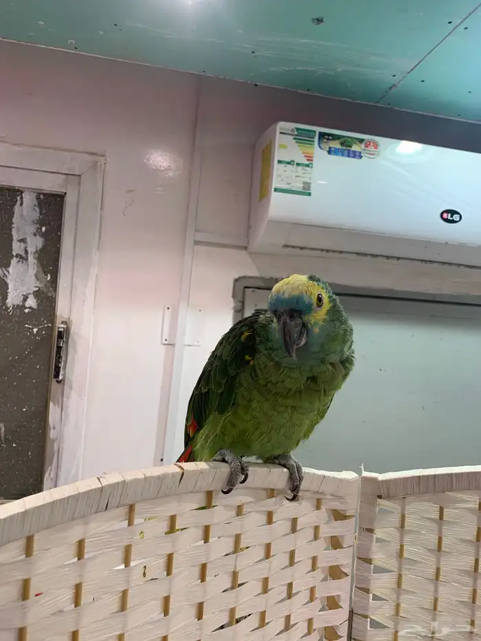 ببغاء امازوني بلو فرند 3
