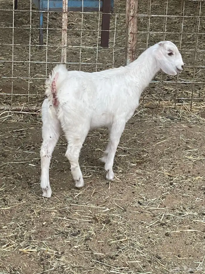 جفرات وتيوس 8