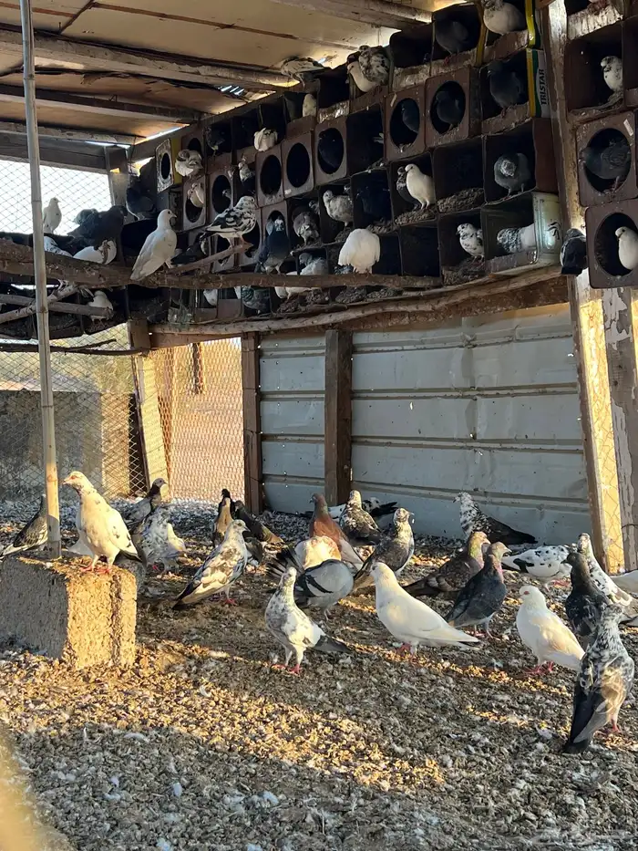 حمام بلدي مشكل 1