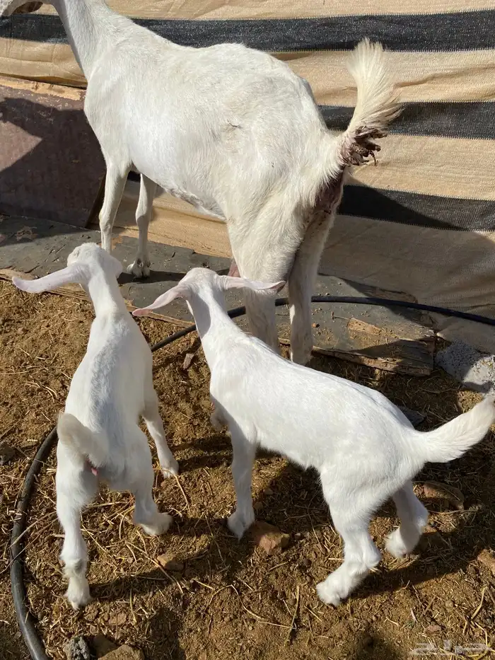 عنز بيضا تحتها 2 من مراحي( تم البيع) 5