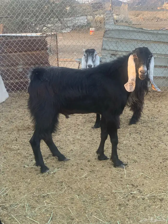 تيس فحل عارضي 0