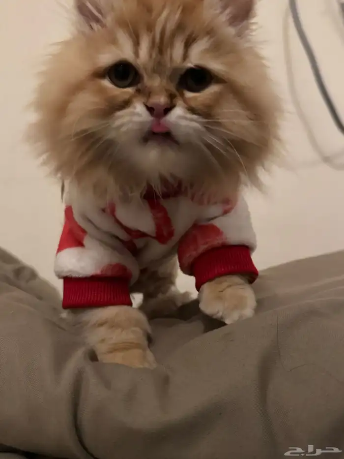 قطه بيكي فيس للبيع عمر 4 5 شهور 4