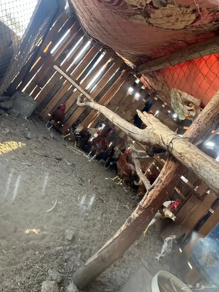 ديكه بلدي الموقع املج 3