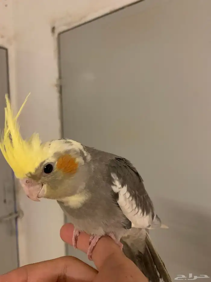 كروان جامبو اليف ( تم البيع ) 3