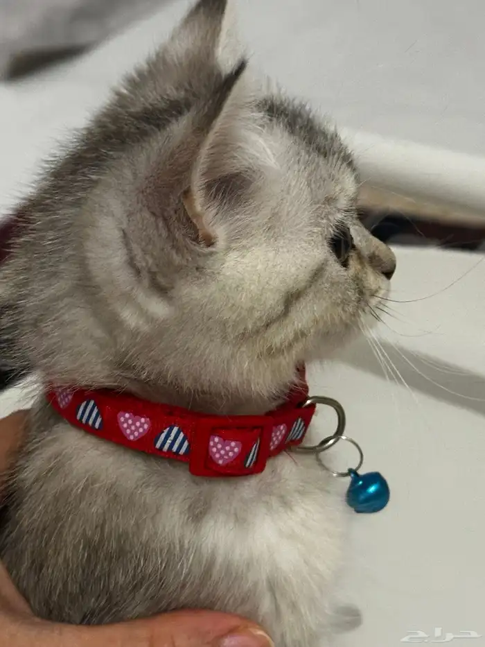 قطه عمرها اقل عن 3 اشهر خلط شيرازي و سكوتيش 2