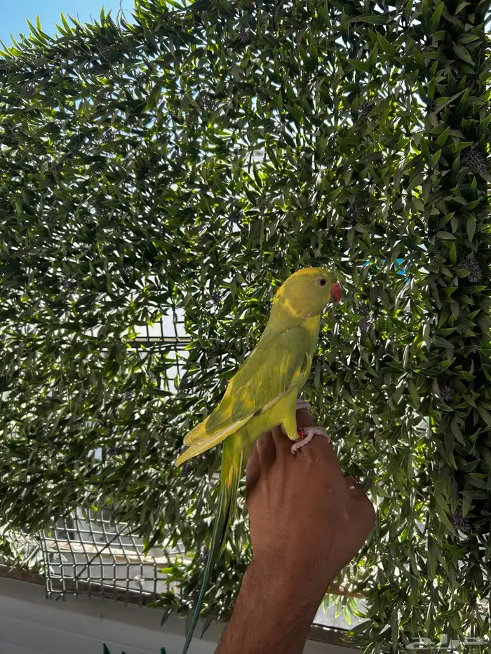 ذكر دره اليف و متكلم و طفره جميله و نادره 1