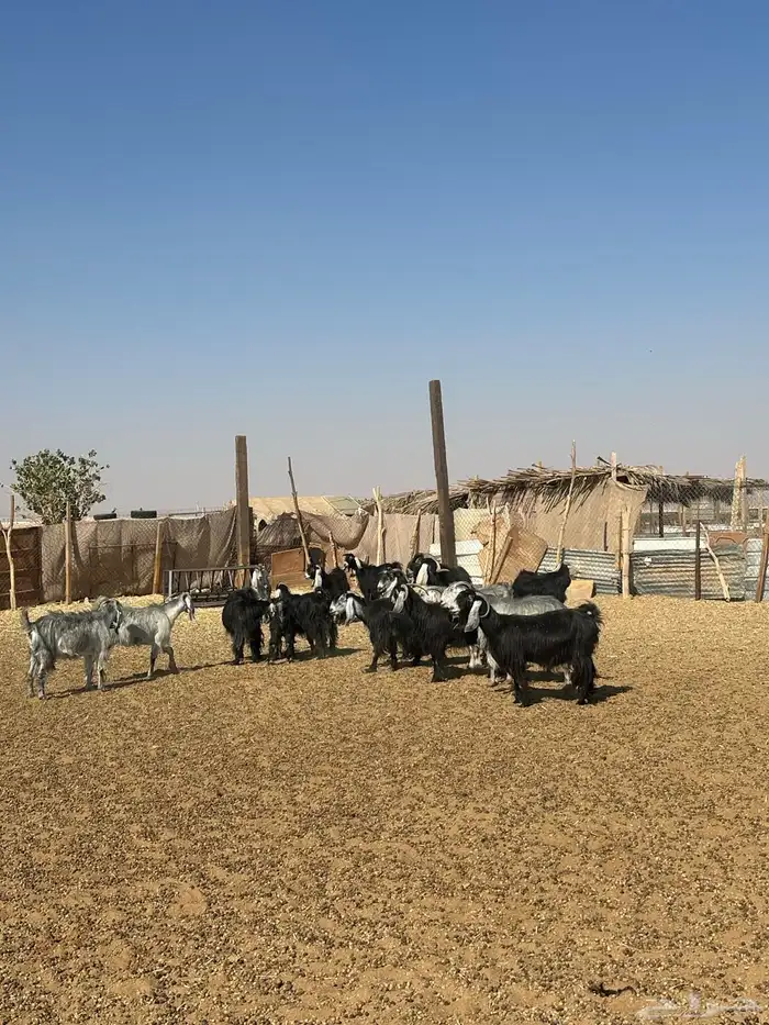 غنم للبيع 2