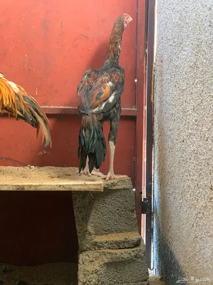 ديك باكستاني سندي 1