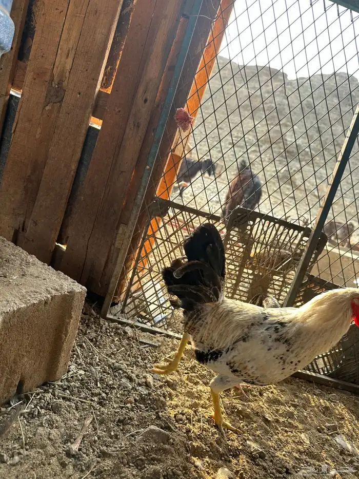 ديكه بلدي الموقع املج 0