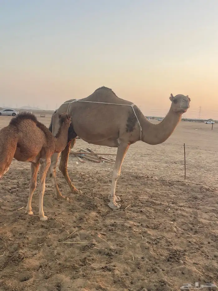 ثنتين خلفات ساحلية وعادية ابل طيبه تبارك الرحمن تم البيع 3