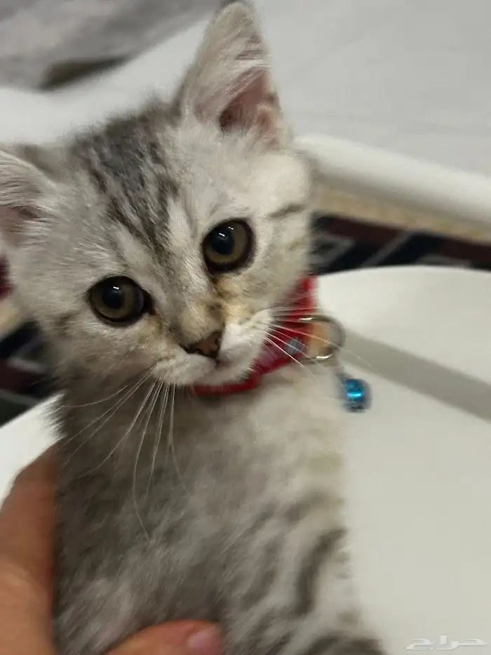 قطه عمرها اقل عن 3 اشهر خلط شيرازي و سكوتيش 1