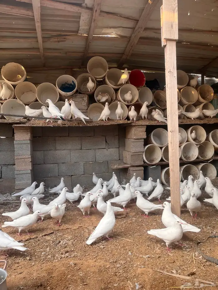 ازواج فرنسي منتج 1